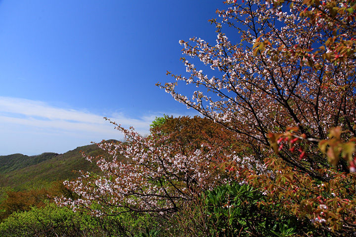 初夏の稜線（牛ヶ首）