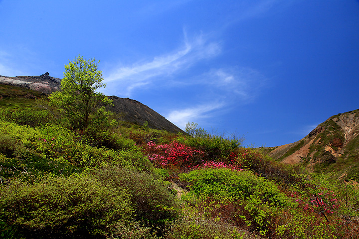 満開のムラサキヤシオ（那須登山道）