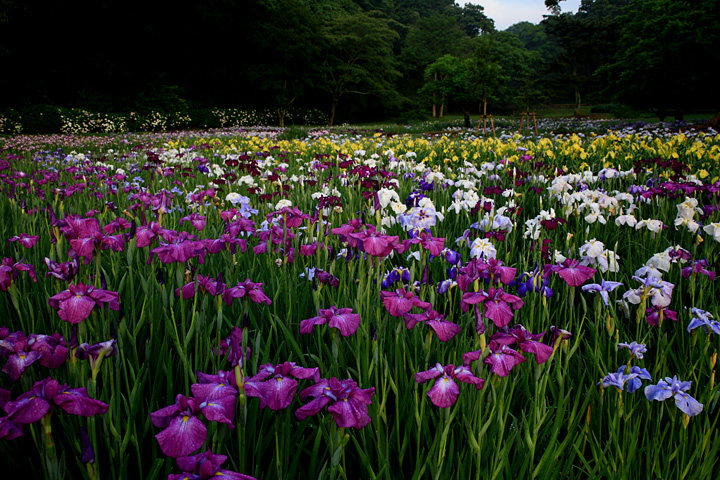 菖蒲田の朝（佐倉城址公園）