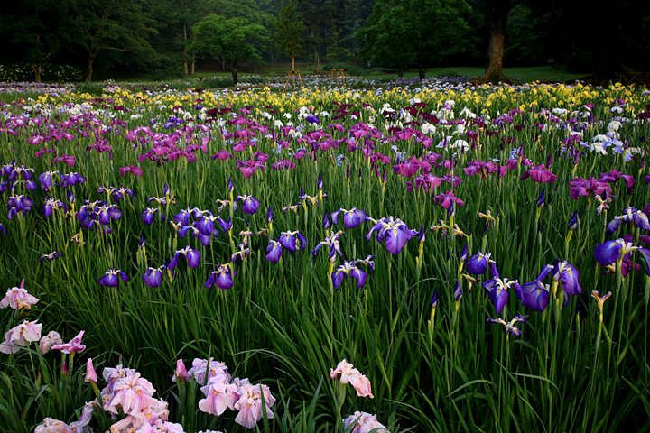 花に囲まれて（佐倉城址公園）