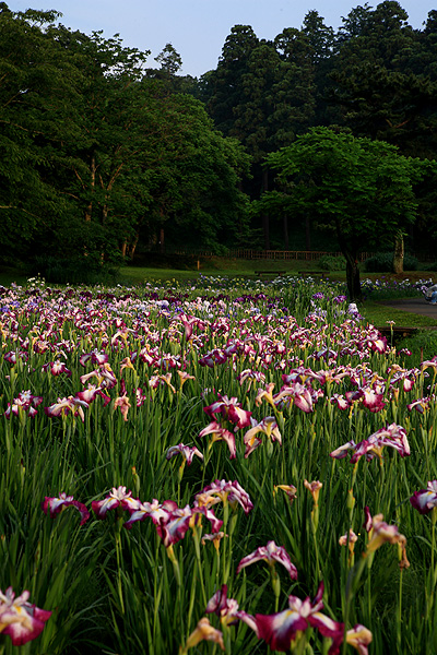清清しい朝（佐倉城址公園）