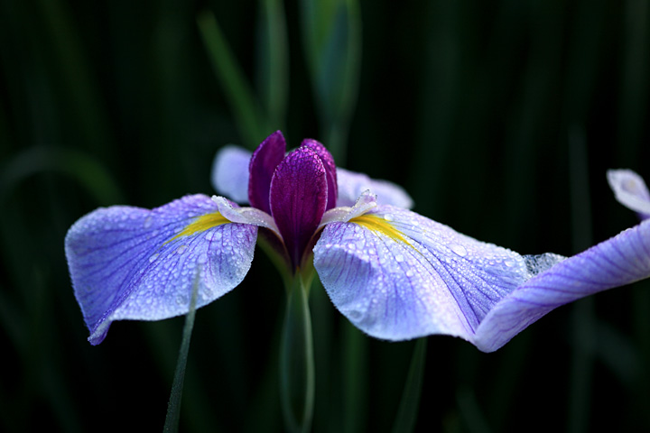梅雨の花（佐倉城址公園）