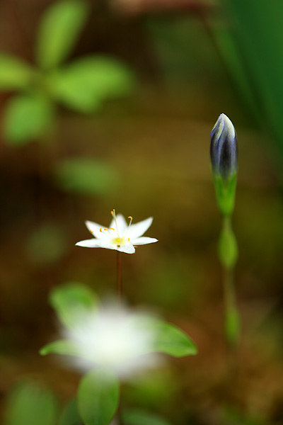 小さな花たち（駒止湿原）
