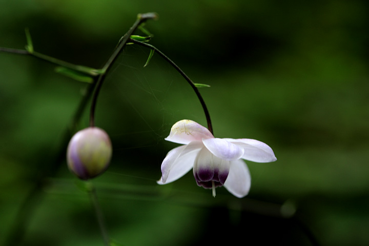 花と蕾（御岳山）