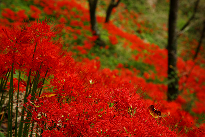 落ち葉一つ（茂木町城山公園）