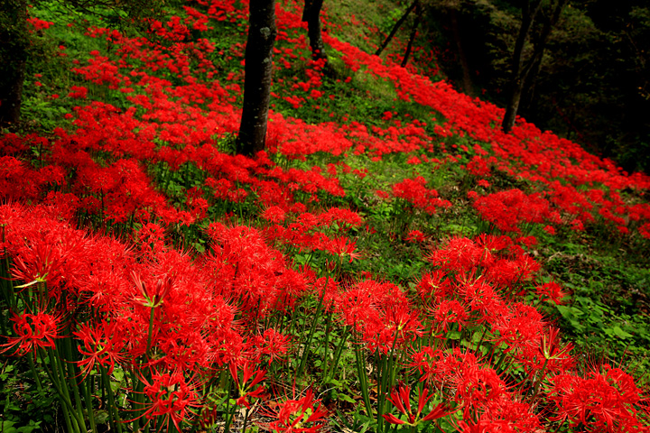 斜面を埋める彼岸花（茂木町城山公園）