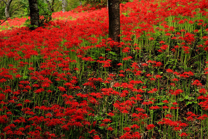 咲き揃う曼珠沙華（茂木町城山公園）
