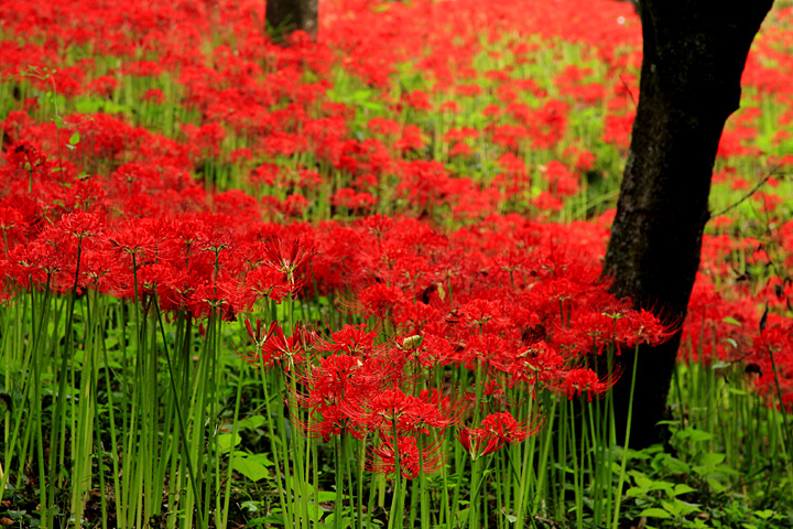 鮮烈（茂木町城山公園）