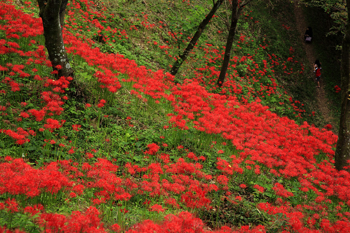 城山に遊ぶ（茂木町城山公園）