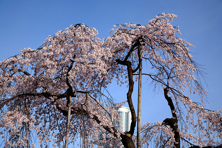 都会の桜