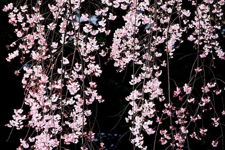 花簾