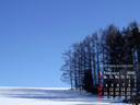 美瑛の防雪林