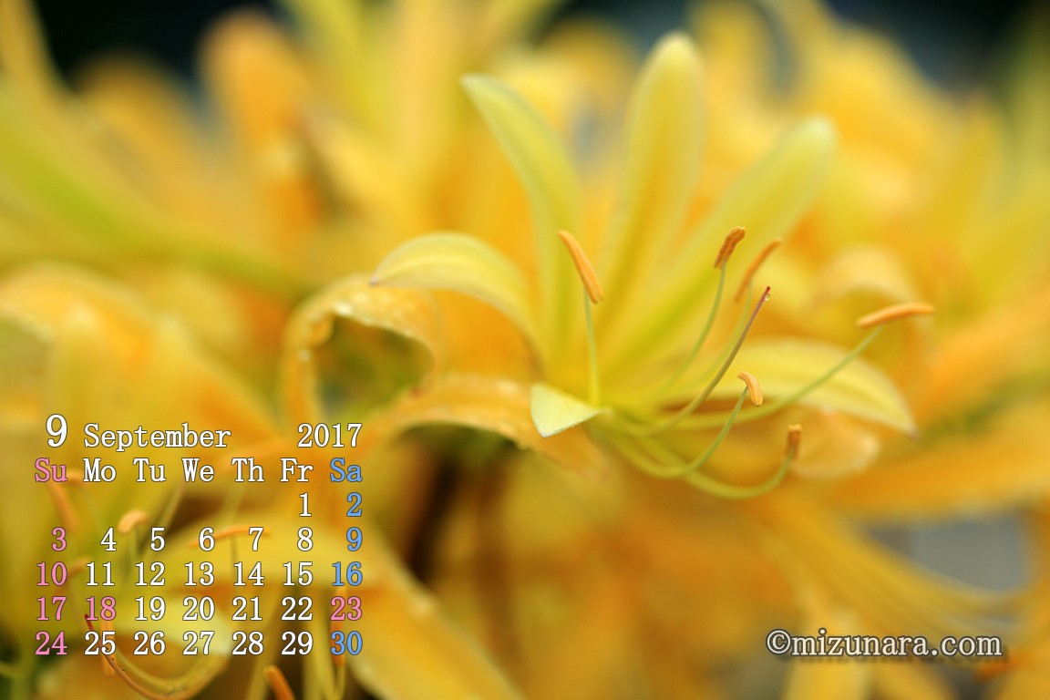 黄花のヒガンバナ