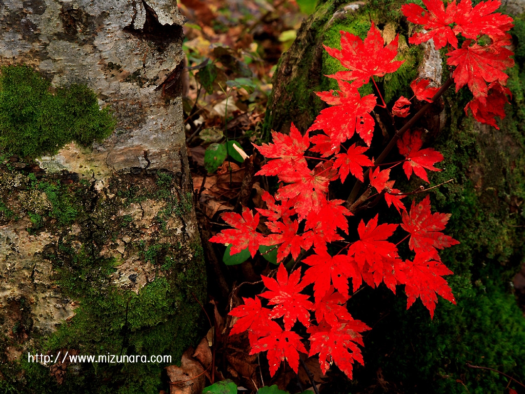 深紅に色づく