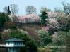 三春・さくら湖