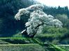 田村市・小沢のさくら
