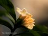 沈丁花