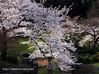 小石川後楽園