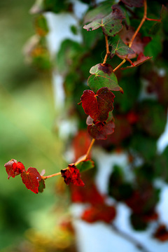 ツタの紅葉