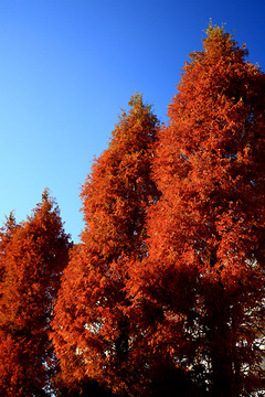 落葉松の紅葉