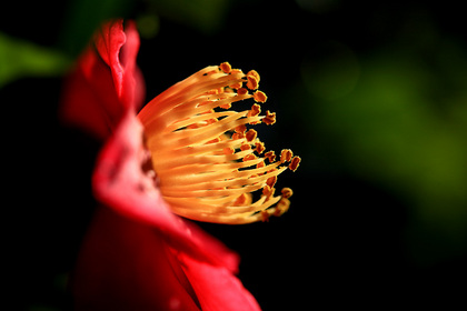 赤の山茶花