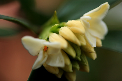 沈丁花