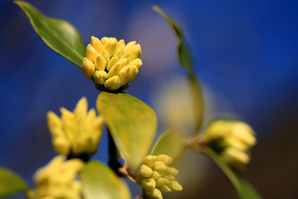 沈丁花