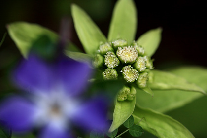 蕗の薹