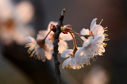 桜