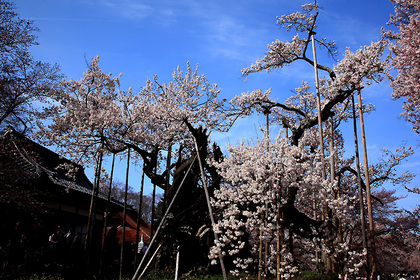 山高神代桜