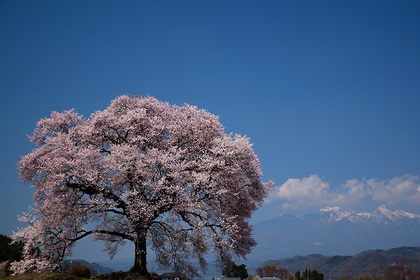 わに塚の桜