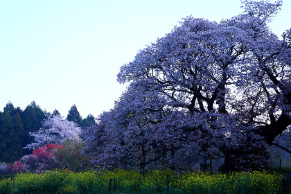 吉高の大桜