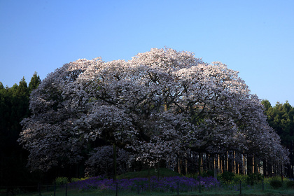 吉高の大桜