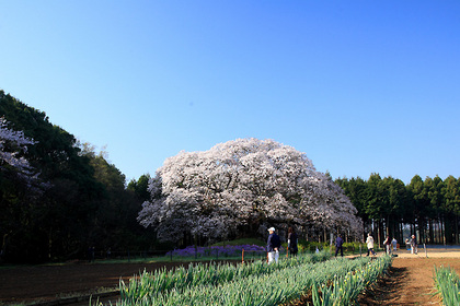 吉高の大桜