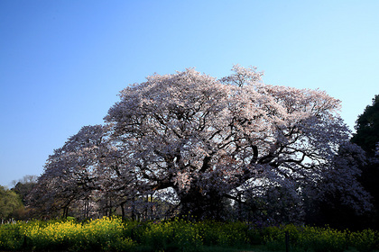 吉高の大桜