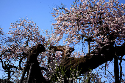 米沢の千歳桜