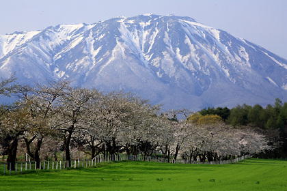 小岩井農場