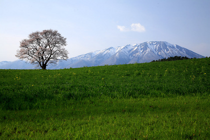 小岩井農場