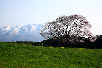 小岩井農場