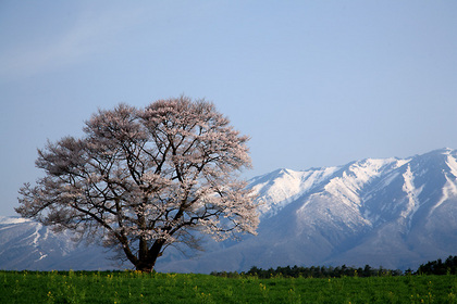 小岩井農場