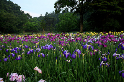 佐倉城址公園