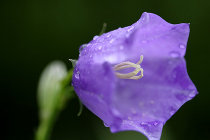 上三依水生植物園