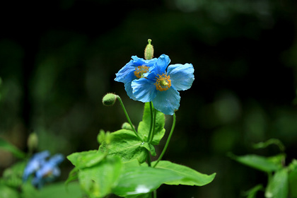 上三依水生植物園