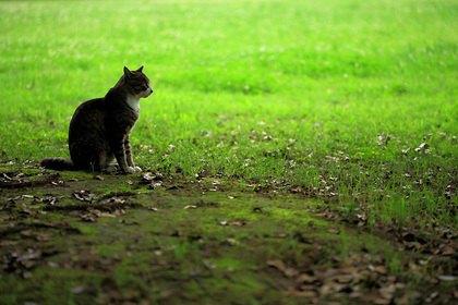 野良ねこ