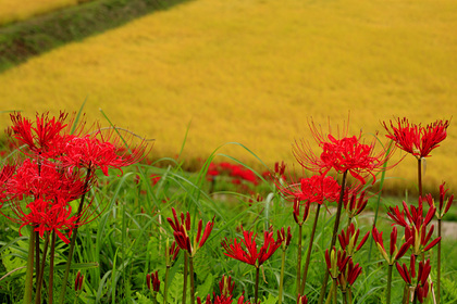 簑沢