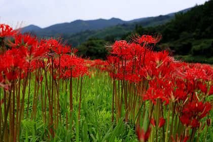 簑沢