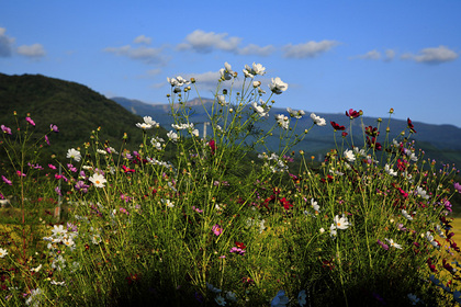 上山市