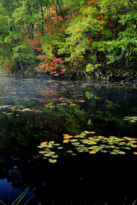 矢の原湿原