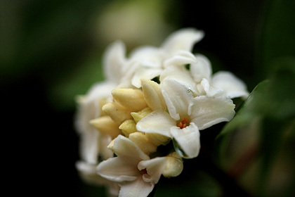 沈丁花