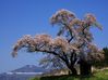 小沢の桜